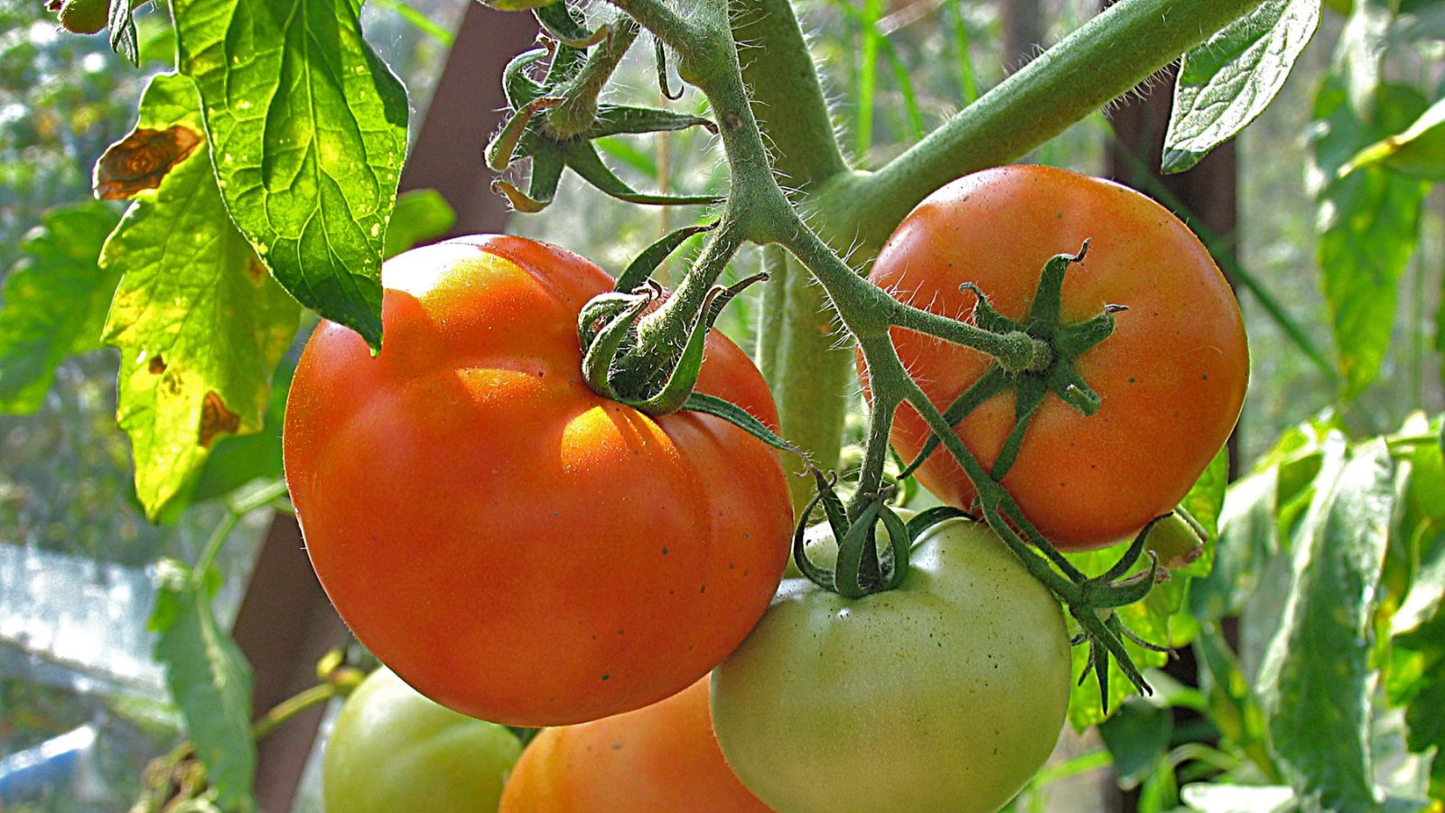 tomato yellow leaves