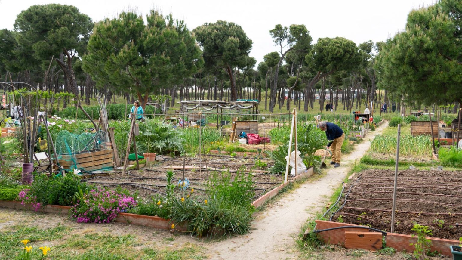 Community Homesteading Why City Dwellers Are Turning To Urban Homesteading