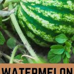 watermelon companion plants