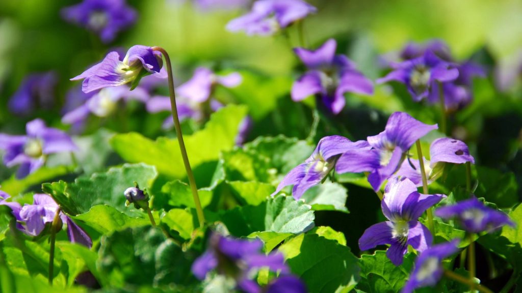 11 Reasons Wild Violets Are a Valuable Addition to Any Garden Space 1 wild violet