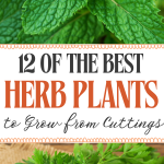 12 of the Best Herb Plants to Grow from Cuttings