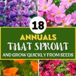18 Annuals That Sprout and Grow Quickly from Seeds