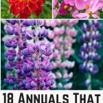 18 Annuals That Sprout and Grow Quickly from Seeds