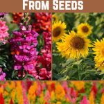 18 Annuals that Grow Quickly From Seeds