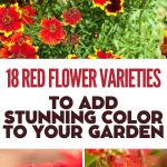 18 Red Flower Varieties to Add Stunning Color to Your Garden