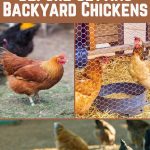 19 Things To Know Before Getting Backyard Chickens