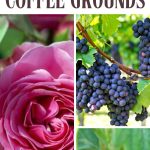 22 Plants That Thrive with Coffee Grounds