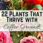 22 Plants That Thrive with Coffee Grounds Pin