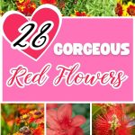 28 gorgeous red flowers