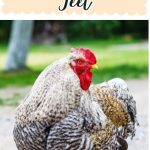 Chicken Breeds With Feathered Feet