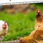 Chicken Grit 101 When to Introduce It to Your Chicks (1)