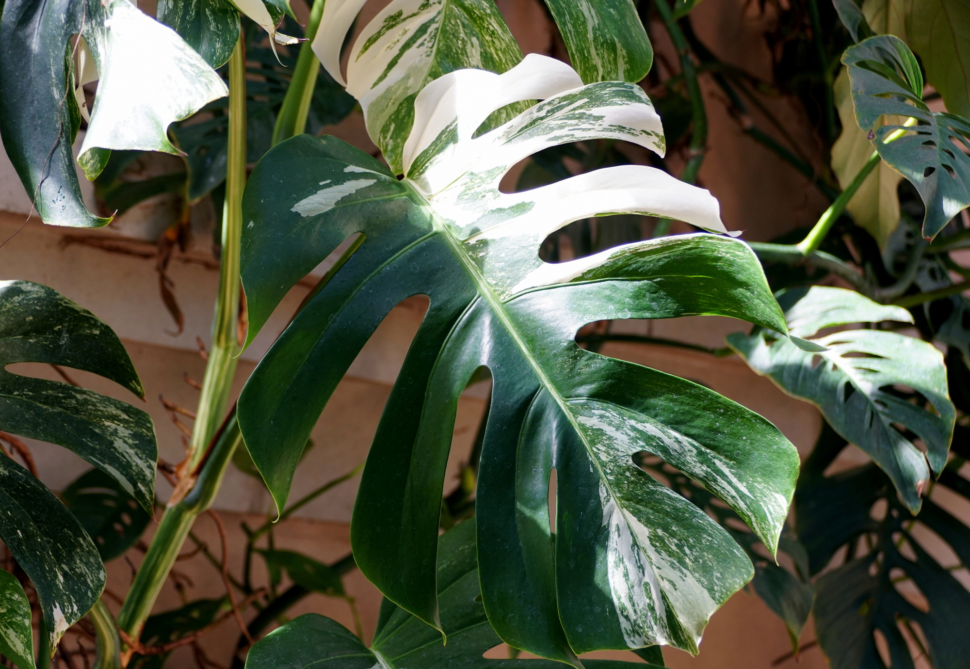 Close up of a big leaf of a variegated Monstera Albo Borsigiana plant