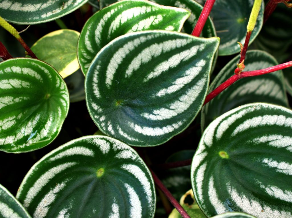 How to Grow and Care for Watermelon Peperomia 3 Watermelon Peperomia