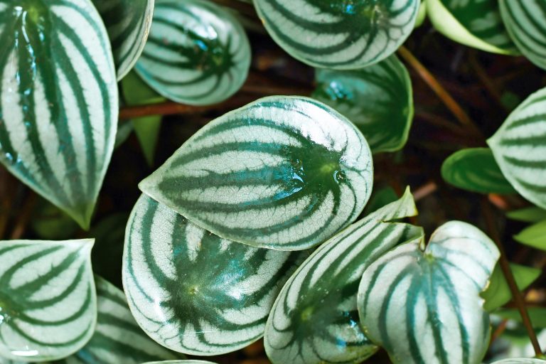 How to Grow and Care for Watermelon Peperomia