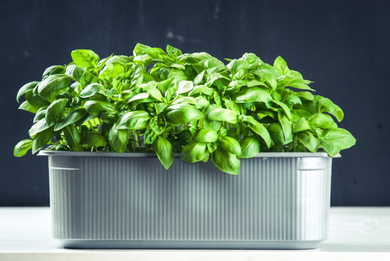 Best AeroGarden of 2026