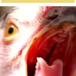 Close-up of a chicken with its beak open, possibly yawning or exhibiting a similar behavior.