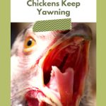 Close-up of a chicken with its beak open, possibly yawning, against a blurred background. Text overlay reads 'Chickens Keep Yawning' on a green border.