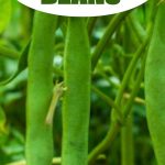 How to Harvest Green Beans