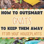 How to Outsmart Gnats to Keep Them Away From Your Houseplants