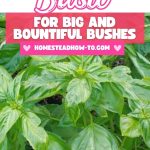 How to Prune Basil for Big and Bountiful Bushes
