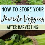 How to Store Your Favorite Veggies After Harvesting