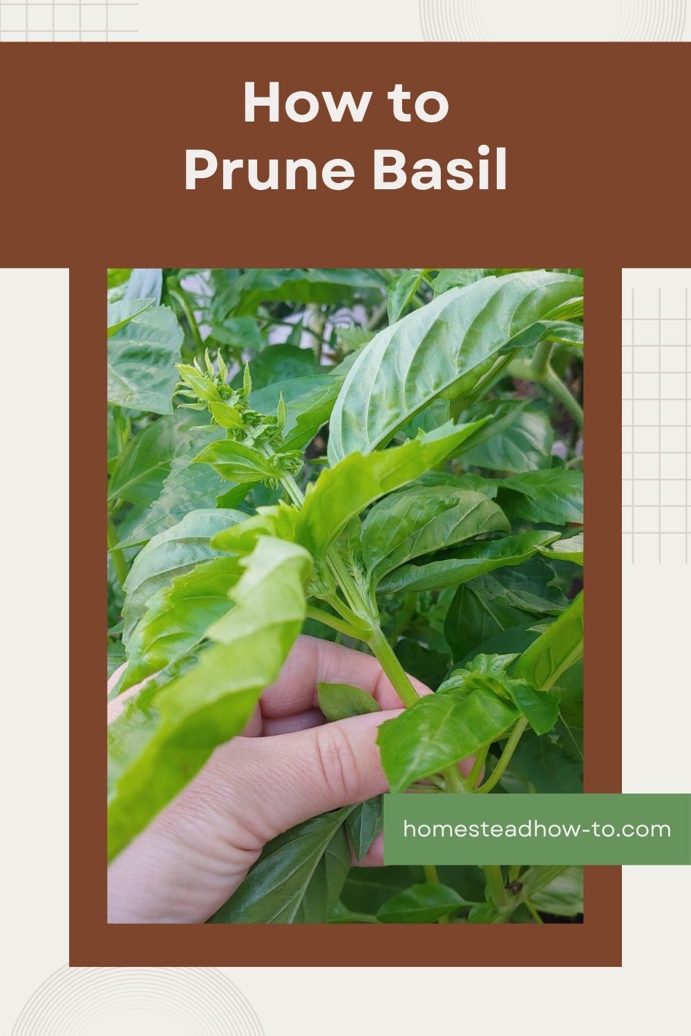 How To Prune Basil For Big And Bountiful Bushes