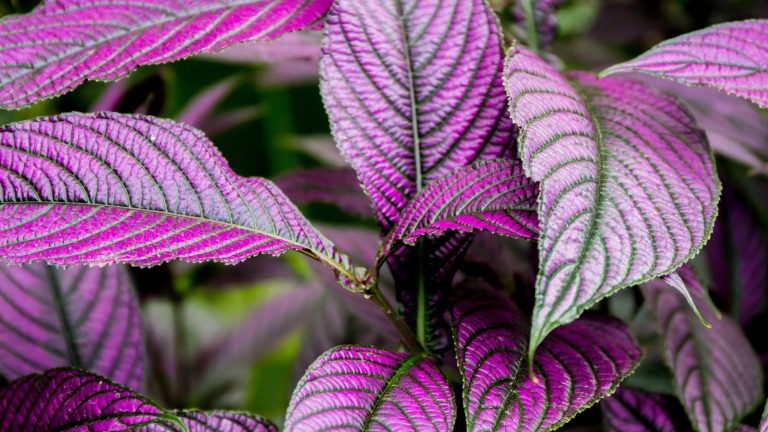 26 Flowering Plants That Look Beautiful Even When They’re Not in Bloom