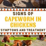 Signs of Gapeworm in Chickens Symptoms and Treatment