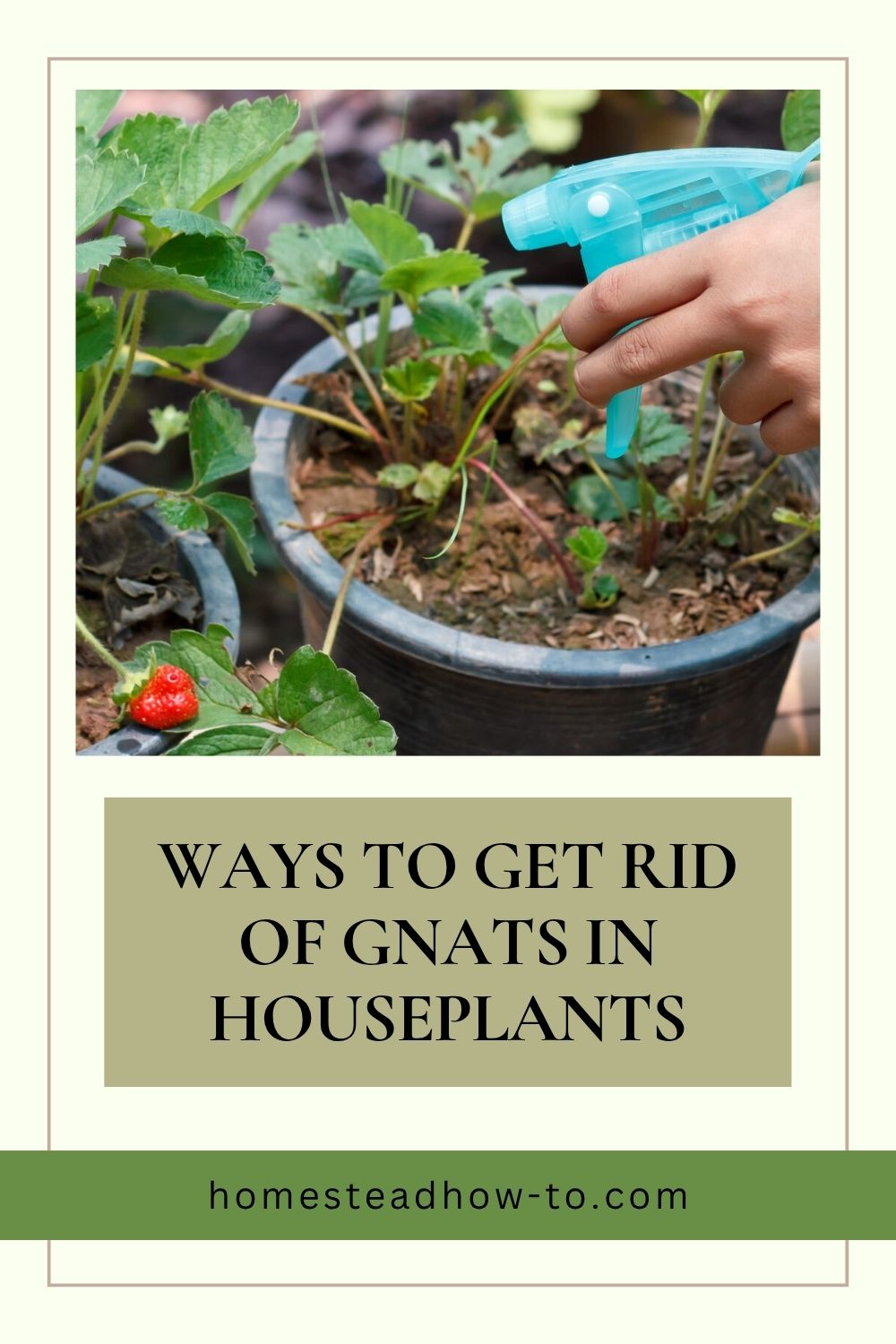 How To Outsmart Gnats To Keep Them Away From Your Houseplants
