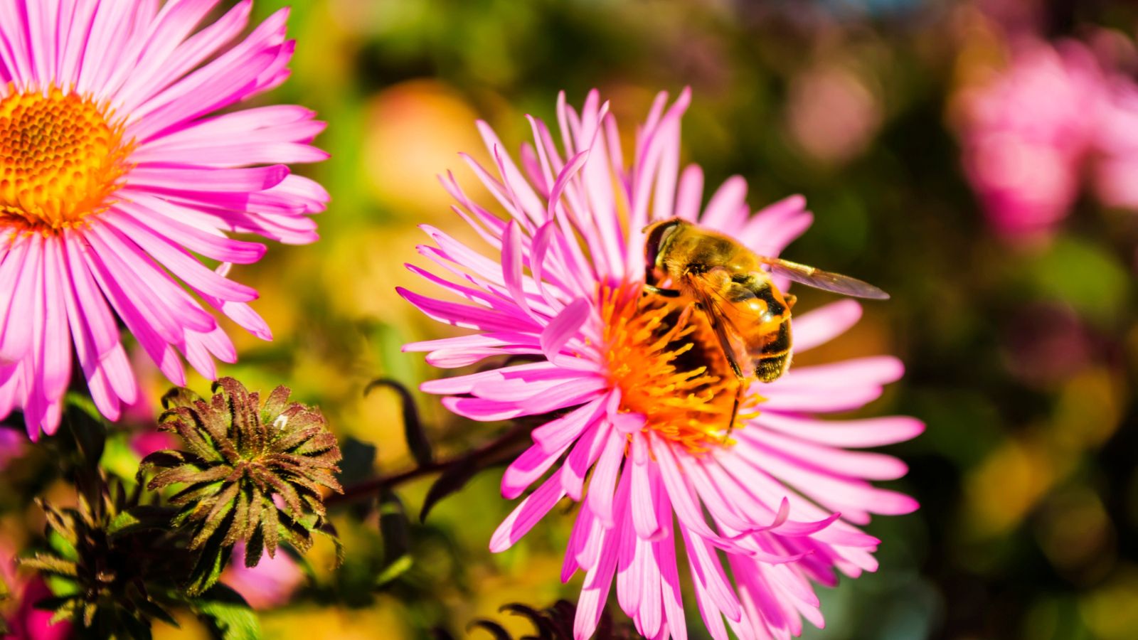 12 Beautiful Plants That Will Draw Bees and Other Pollinators to Your Yard