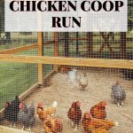 Best Sand For the Chicken Coop Run