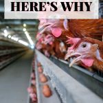 Chickens in a row inside a poultry farm with some appearing to open their beaks. Text overlay reads 'Here's Why.'