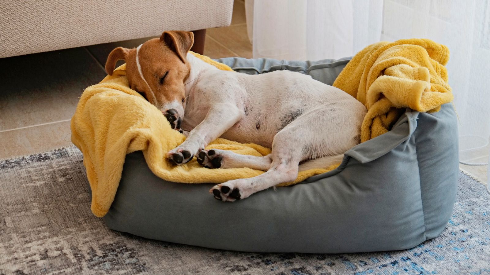 Cute sleepy Jack Russel terrier puppy with big ears resting on a dog bed with yellow blanket. Small adorable doggy with funny fur stains lying in lounger. Close up, copy space, background, top view.