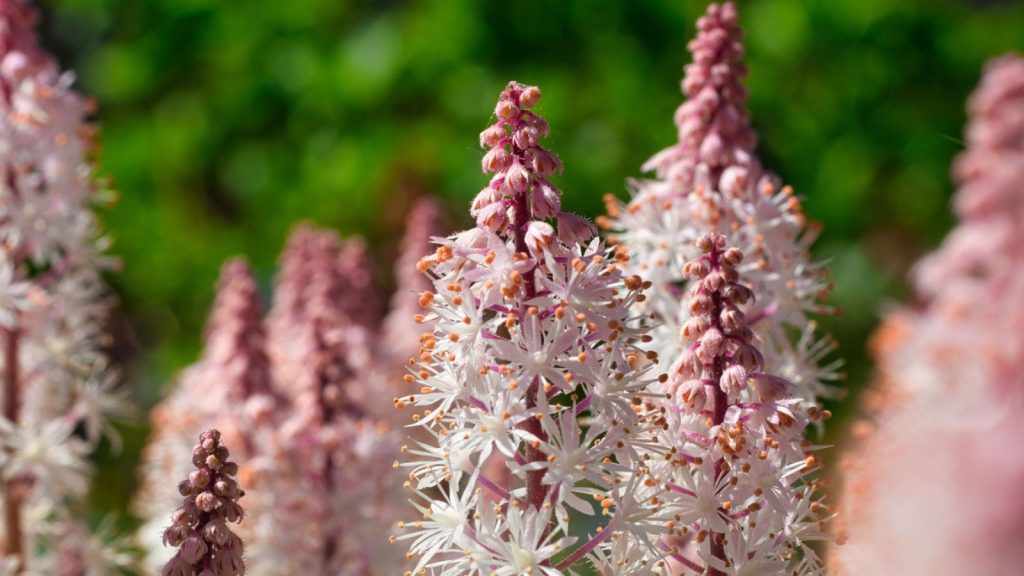19 Pretty Pink Perennials That Bring Soft Color to Your Garden 19 foamflower plant