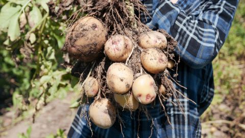 Are Sprouted Potatoes Safe To Eat? Here’s What You Should Know