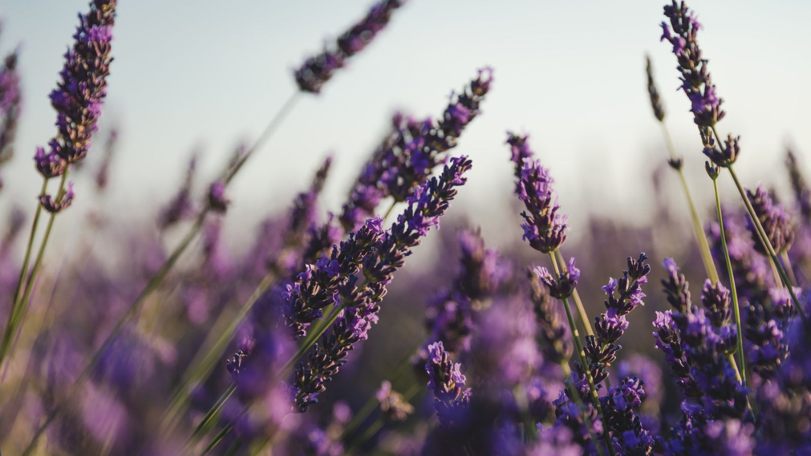 14 Everyday Scents That Help Keep Mosquitoes Out of Your Space