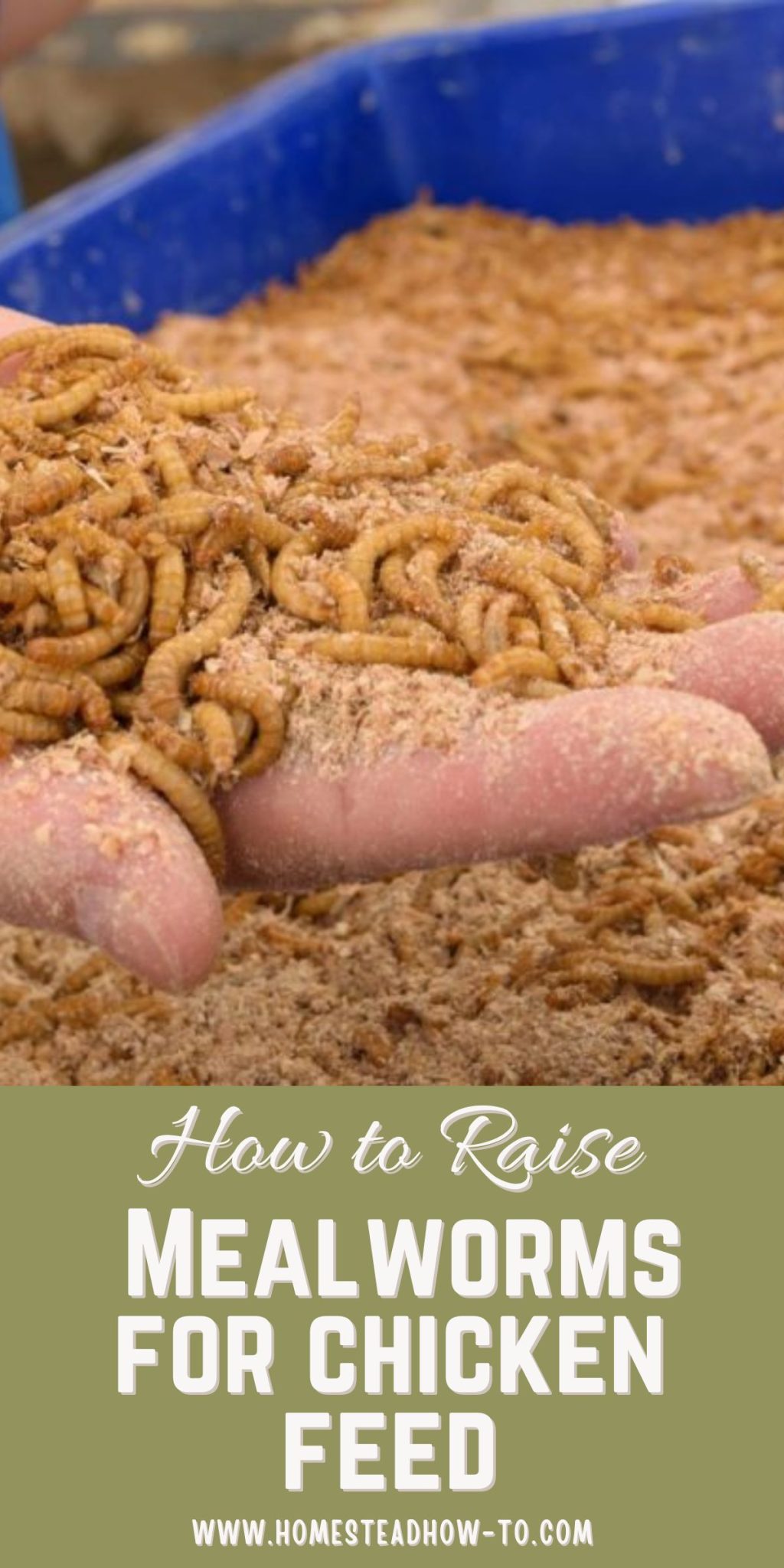 How To Breed And Raise Mealworms For Chicken Feed