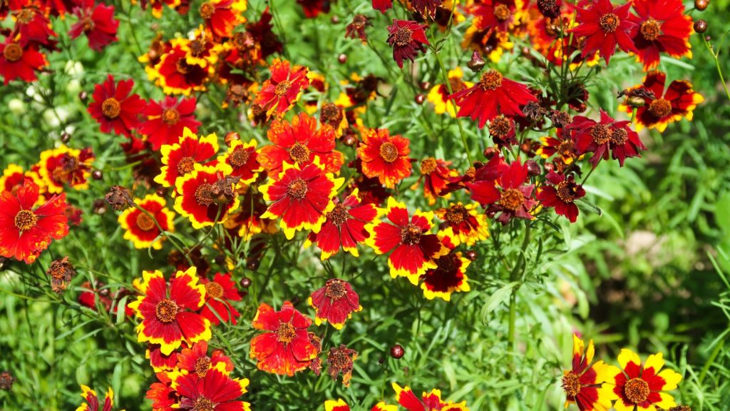 21 Perennials That Deliver Big Beautiful Blooms Their First Year 4 plant