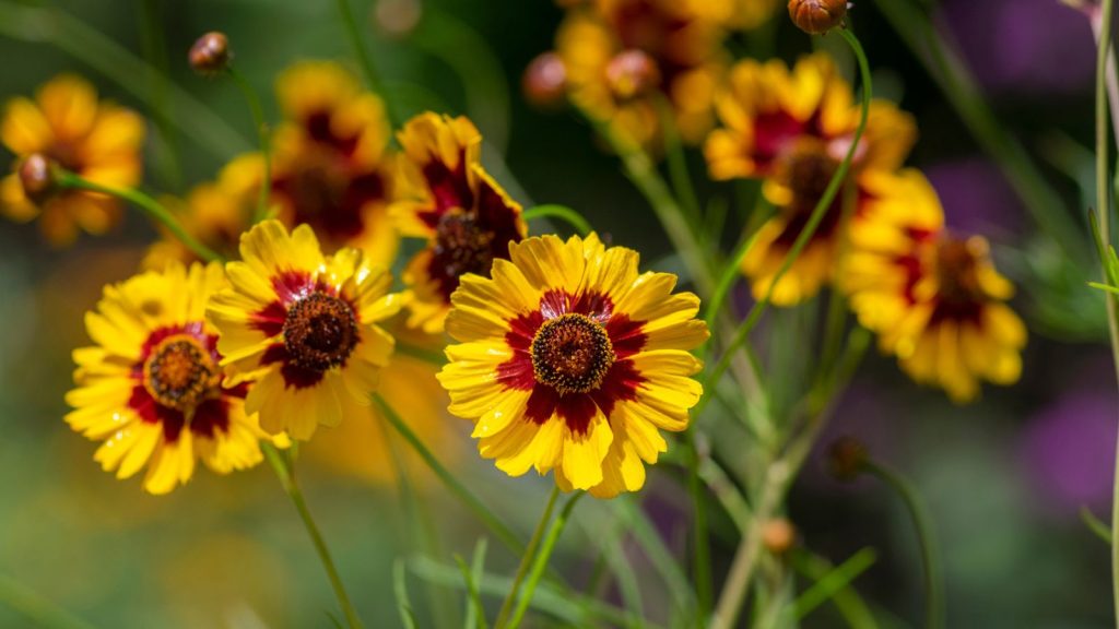 18 Drought Tolerant Native Plants That Keep Your Garden Blooming 18 tickseed with brown inside color