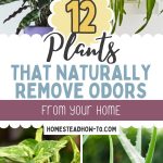 12 Plants That Naturally Remove Odors from Your Home
