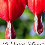 15 Native Plants That Thrive With Little to No Sun
