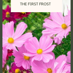 16 Annual Flowers That Will Bloom Until The First Frost