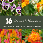 16 Annual Flowers That Will Bloom Until The First Frost
