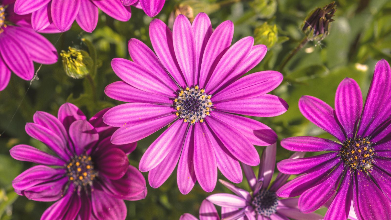 16 Annual Flowers That Will Bloom Until The First Frost Homestead HowTo