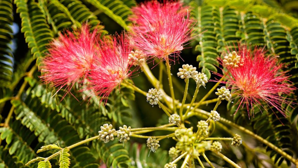 11 Common Trees That Cause More Trouble Than They’re Worth 1 Albizia julibrissin mimosa tree
