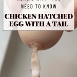 Chicken Hatched Egg With A Tail? Here’s What You Need To Know