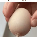 Chicken Hatched Egg With A Tail Here’s What You Need To Know