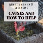 Why Is My Chicken Squeaking? Causes and How to Help
