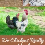 Do Chickens Really Need a Rooster to Lay Eggs?