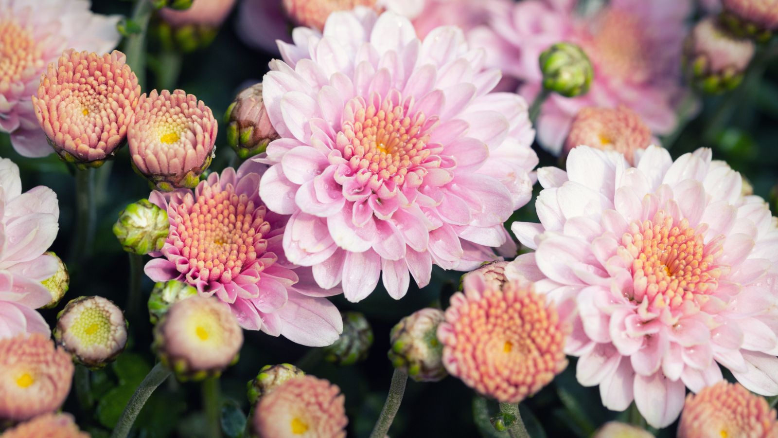 Chrysanthemums mums